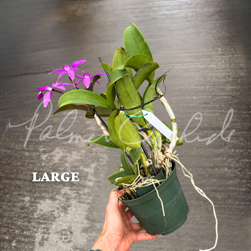 Cattleya violacea 'Big Jane' — Palmer Orchids